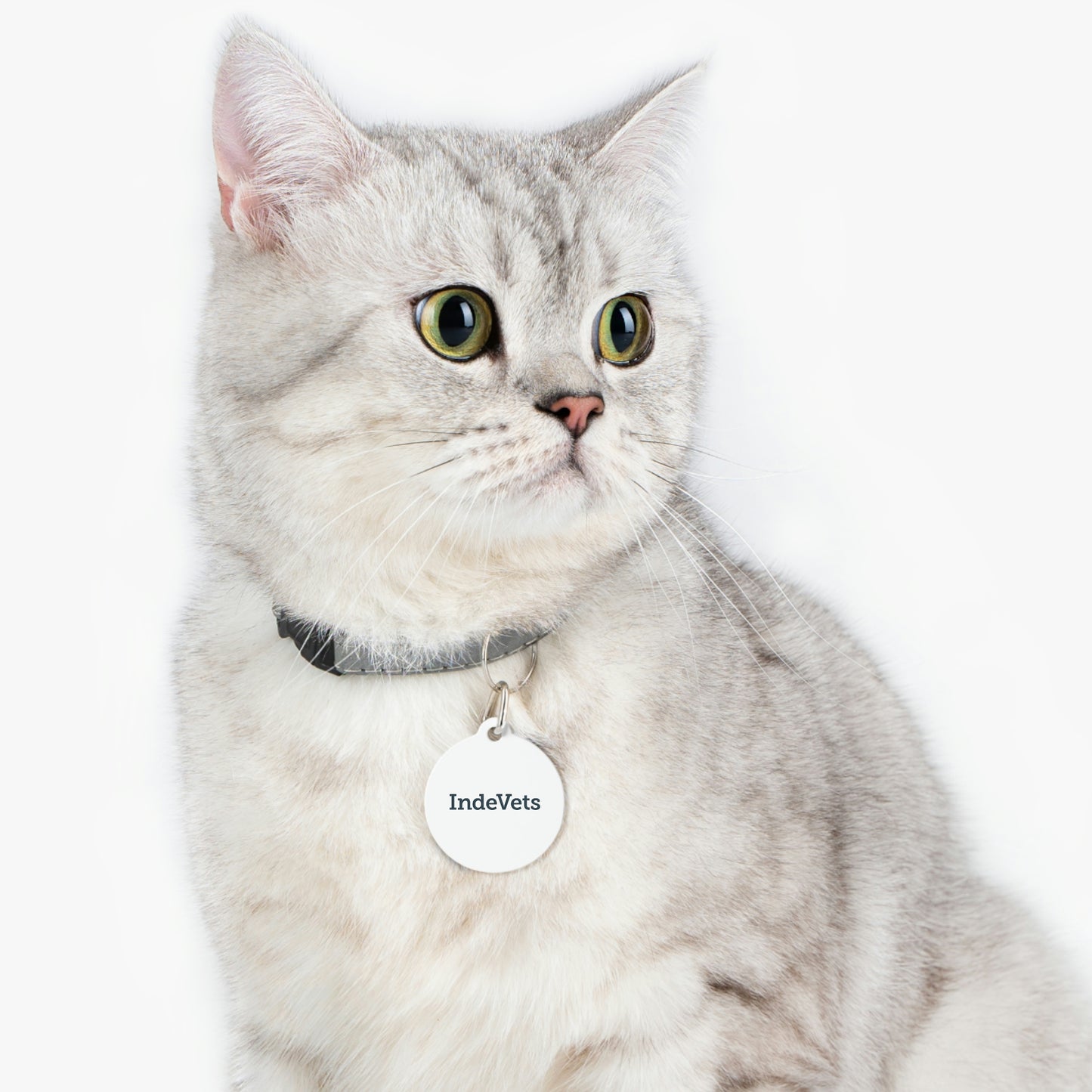 Pet Tag